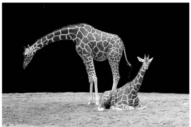 A zsiráf hivatalosan is felkerült a Természetvédelmi Világszövetség Vörös listájának fenyegetett fajai közé
Forrás: pixabay.com