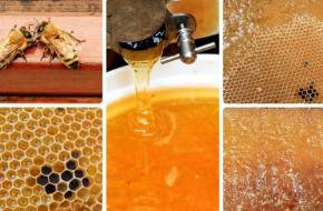 Méhészeti szövetkezeteket kellene létrehozni - A világ akácméztermésének 80 százaléka Magyarországról származik, a magyar méhészeknek még sincs ármeghatározó szerepük