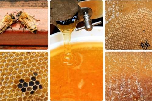 Méhészeti szövetkezeteket kellene létrehozni - A világ akácméztermésének 80 százaléka Magyarországról származik, a magyar méhészeknek még sincs ármeghatározó szerepük