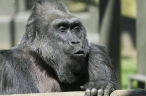 Megoperálták a világ legöregebb gorilláját - Colo az első gorilla, aki állatkertben született