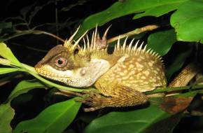 163 új fajt fedeztek fel Mekong térségben