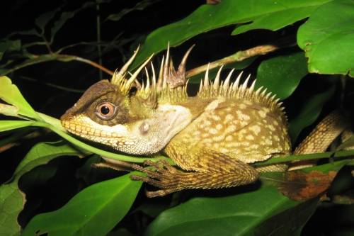 163 új fajt fedeztek fel Mekong térségben