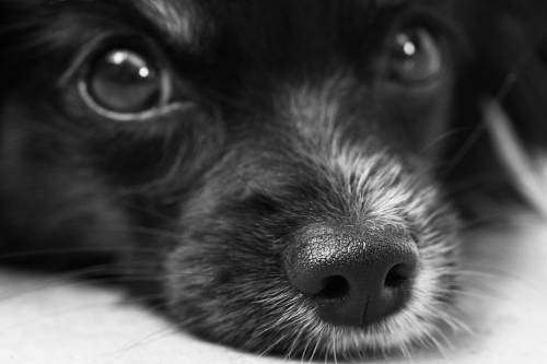 A Black Friday után itt az Adakozó Kedd - Tegyünk együtt a menhelyi kutyákért!