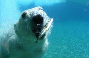 Mérgező anyagok is veszélyeztetik a jegesmedvék életét