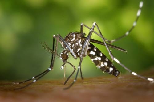 Amitől a szúnyogok sarkon fordulnak