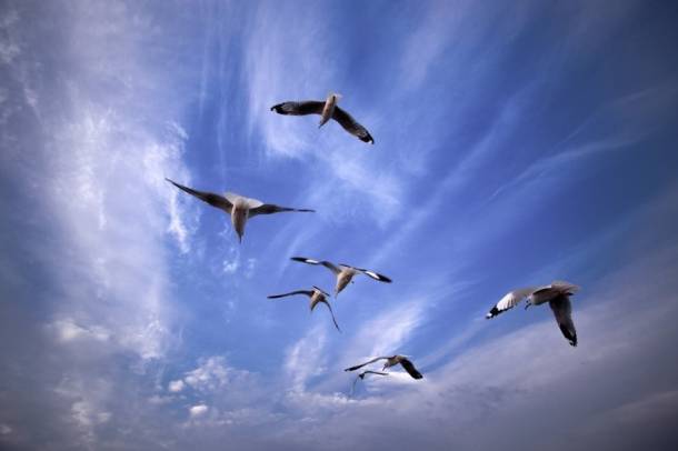 Ősz óta zajlik a madarak százainak otthont adó vizes élőhely helyreállítása
Forrás: pixabay.com