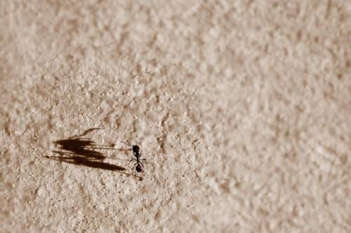 A hangyák ügyesebben tájékozódnak, mint gondoltuk
