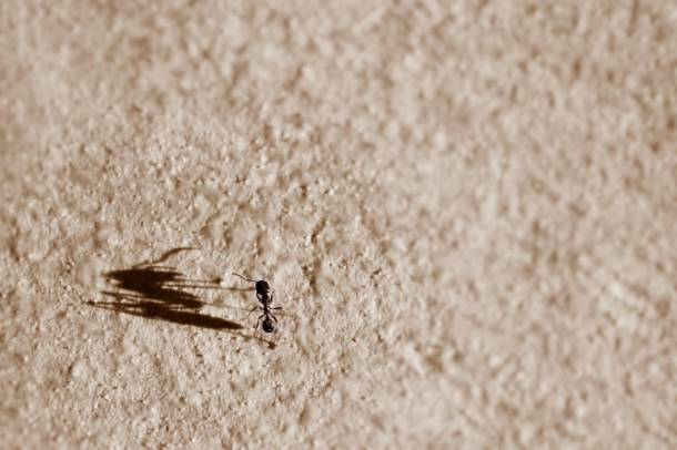 A hangyák függetleníteni tudják az úti céljukat a testhelyzetüktől
Forrás: pixabay.com