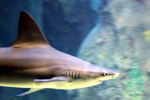 Csökkent a cápatámadások száma tavaly a 2015-ös rekordot követően