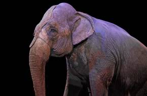 Madrid döntött: Betiltják a vadállatok cirkuszi szerepeltetését