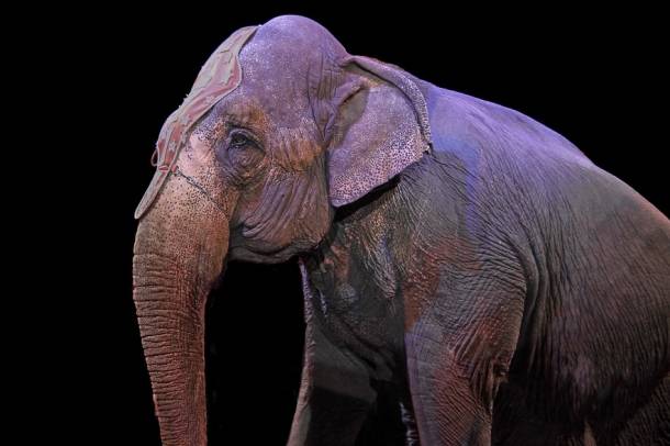 A cirkuszi elefánt - a kép illusztráció
Forrás: pixabay.com