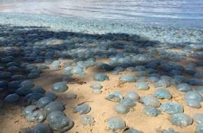 Tömeges medúzapusztulás Ausztrália partjainál