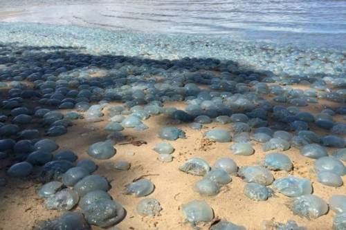 Tömeges medúzapusztulás Ausztrália partjainál