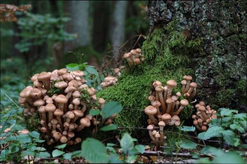 Világszerte erdőpusztulásokat okozó Armillaria, avagy tuskógombafajokat kutatnak Sopronban és Szegeden