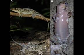 Új felfedezett gekkófaj! - A "Geckolepis megalepis" védekezéskor ledobja magáról a pikkelyeit