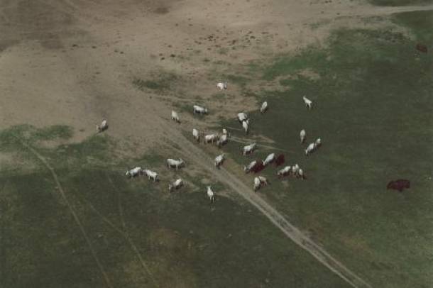 Lehelő marhák madártávlatból a bugaci pusztán.
Forrás: wikipedia.org