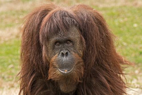 Az emberi beszéd fejlődését tárják fel az orangutánok hangjai