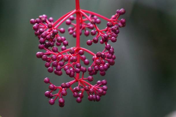 A Melastomataceae családhoz tartozó medinilla több mint 120 fajt számlál, Nyugat- Afrikában, Malajziában, Indonéziában és a Fidzsi -szigeteken őshonos (a kép illusztráció)
Forrás: pexels.com