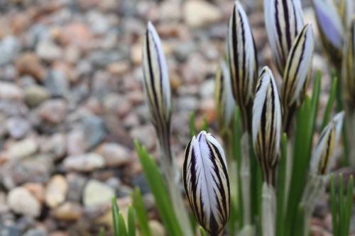 Tavaszi hírnökök: már virít az egyhajúvirág és a tarka sáfrány