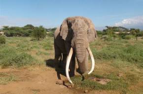 Megölték Kenya egyik utolsó óriás agyarú elefántját