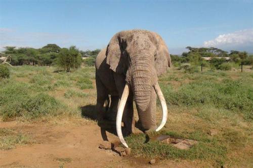 Megölték Kenya egyik utolsó óriás agyarú elefántját