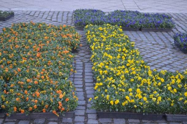 Óvjuk együtt a kiültetett virágokat, hogy minél tovább gyönyörködhessünk bennük
Forrás: FŐKERT