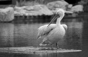 Madárinfluenzás megbetegedés miatt az összes pelikánt elaltatták a schönbrunni állatkertben