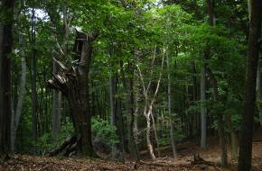 Kárpáti erdeink kutatása: milyen állapotúak hazai erdeink?