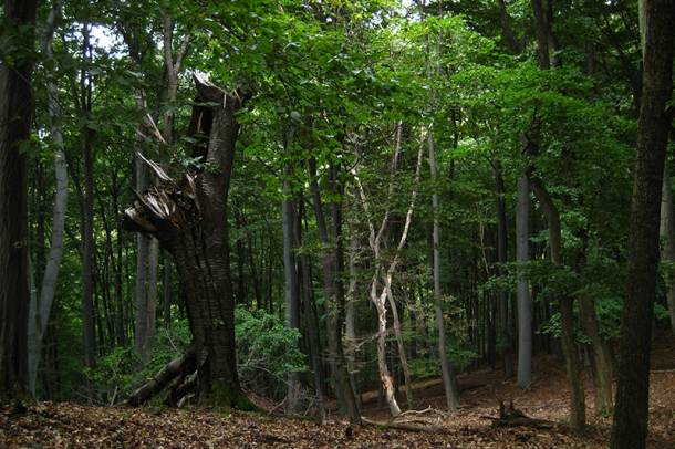 A 2012 és 2017 között Magyarország kárpáti régiójában, az 50.000 hektáron elvégzett kutatások egyik fő célkitűzése az erdők részletes vizsgálata volt
Forrás: WWF
Szerző: Galhidy Lászlo