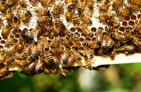 A méhek egyharmada hullott el Jász-Nagykun-Szolnok megyében a télen