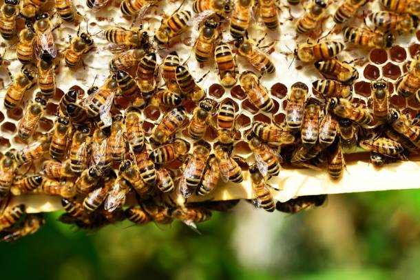 Méhek a kaptárban - a kép illusztráció
Forrás: pixabay.com