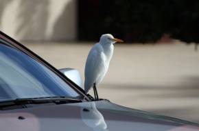 Kezelhető az ablakokra, autókra támadó madarak problémája