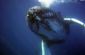Ezek a bálnák suttogva kommunikálnak egymással, hogy ne vonzzák magukhoz a ragadozókat