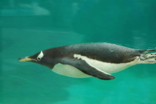 Az Ardley-pingvineket gyakran tizedelték meg a közeli Deception-sziget tűzhányókitörései
Forrás: pixabay.com