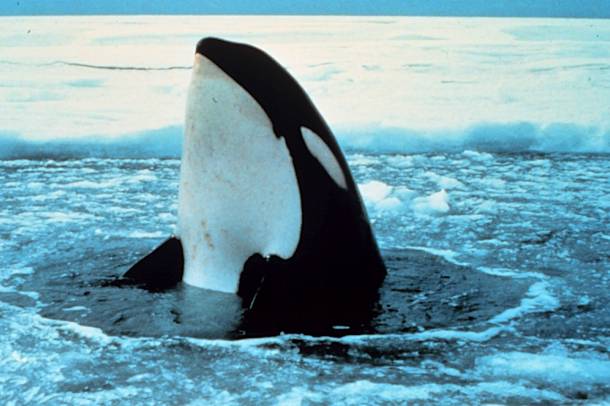 Orcinus orca, avagy Kardszárnyú delfin
Forrás: noaa.gov