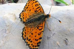 Eddig ismeretlen pillangófajt fedeztek fel Izraelben