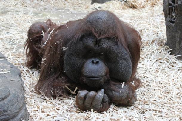 Orangután
Forrás: pixabay.com