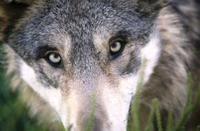 Egyetlen farkaspopulációra vezethetőek vissza a mai kutyafajták amerikai kutatók szerint