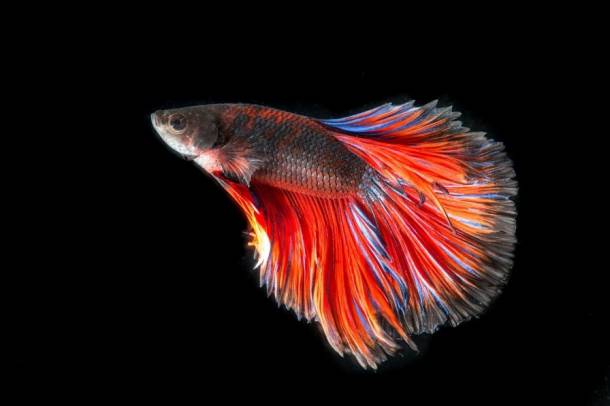 Az Exeteri Egyetem kutatói szerint az édesvízi hím halak nőies jellemzőkkel bírnak, még petét is érlelnek
Forrás: pixabay.com