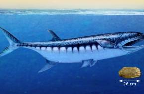 250 millió éves cápaszerű ragadozó halfajt fedeztek fel