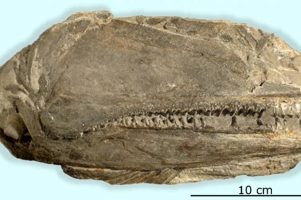A talált fosszília (szerző: UZH)
Forrás: www.media.uzh.ch