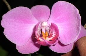 Már húszmillió évvel ezelőtt is végeztek orchideabeporzást egyes bogarak