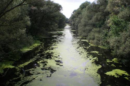Biológiai eljárással javítják a tolnai Duna-holtág vízminőségét