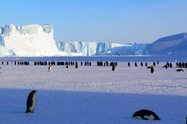 Pingvinek - Kelet-Antarktisz (illusztráció)
Forrás: www.pexels.com