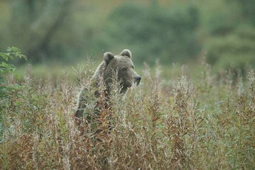 A vadászat miatt tovább maradnak anyjuk mellett a barnamedvebocsok