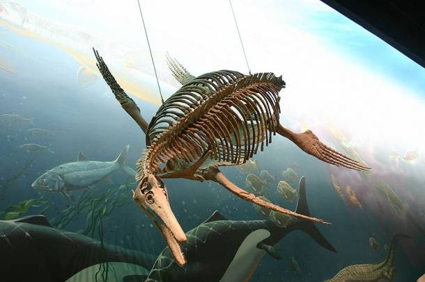 Iktioszaurus (Smithsonian National Museum) - a kép illusztráció
Forrás: commons.wikimedia.org
Szerző: Ryan Somma