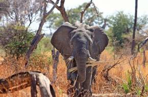 A vadorzók miatt aktívabbak éjszaka az afrikai elefántok