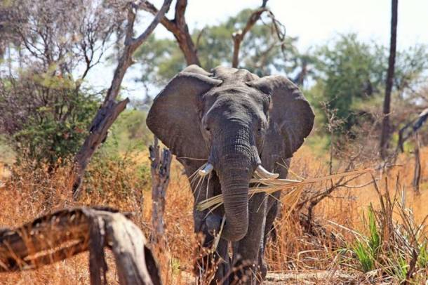 Ha a bejövő adatok arra utalnak, hogy az elefántok egy bizonyos régióban főként éjszaka aktívak, az orvvadászok jelenlétét jelezheti a vadőröknek
Forrás: www.pexels.com