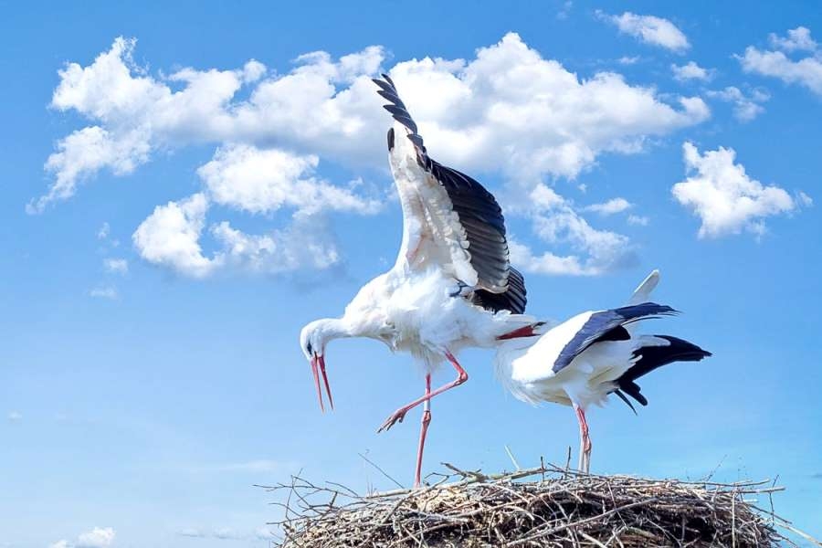 Képtalálat a következőre: „gólyák kép”