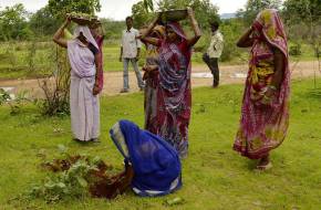 Ebben az indiai faluban minden lánygyermek születése után 111 fát ültetnek!